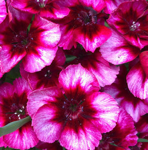 Meet your Posher, Candy